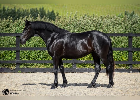 Menorcaanse, Merrie, 3 Jaar, 165 cm, Zwart