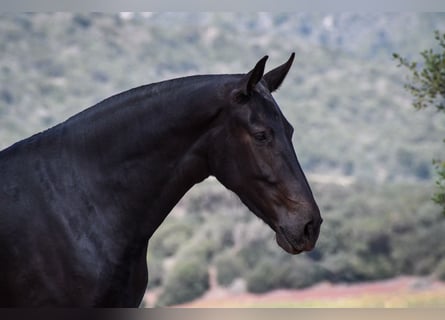 Menorcaanse, Merrie, 3 Jaar, 166 cm, Zwart