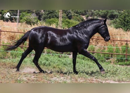 Menorcaanse, Merrie, 8 Jaar, 159 cm, Zwart