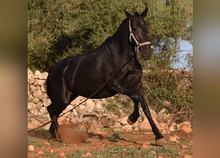 Menorcaanse, Merrie, 8 Jaar, 160 cm, Zwart