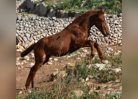 Menorcaanse, Merrie, veulen (04/2024), 160 cm, Vos