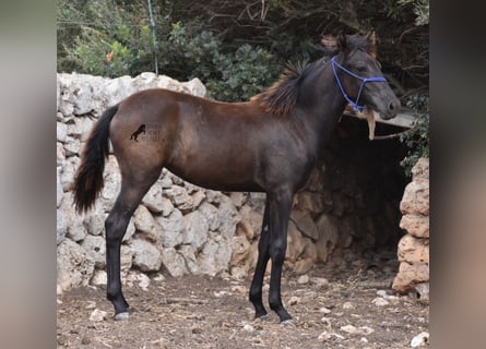 Menorcaanse, Merrie, veulen (02/2023), 164 cm, Zwart