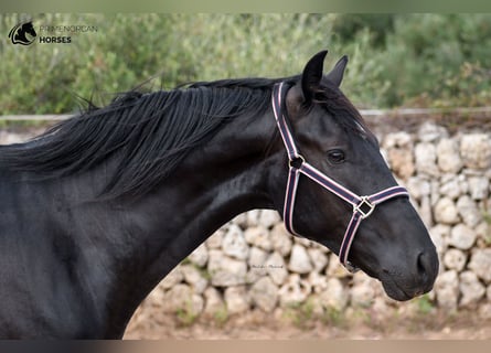 Menorquiner, Wallach, 4 Jahre, 158 cm, Rappe