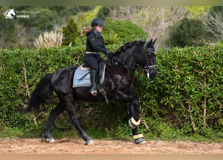 Menorquín, Caballo castrado, 17 años, 165 cm, Negro