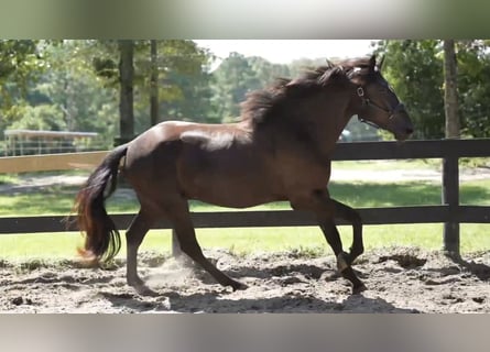 Menorquín, Caballo castrado, 3 años, 165 cm, Negro