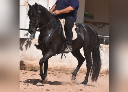 Menorquín, Caballo castrado, 4 años, 158 cm, Negro