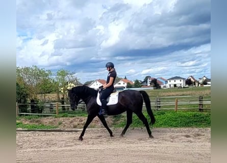 Menorquin, Gelding, 14 years, 15.1 hh, Black