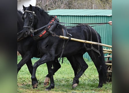 Menorquin, Gelding, 9 years, 15,2 hh, Black