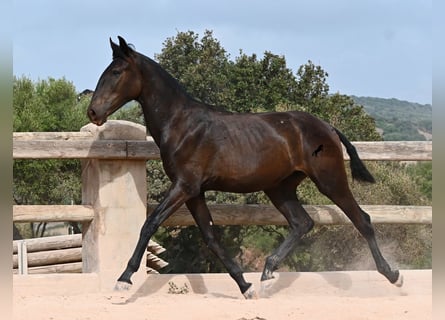 Menorquin, Klacz, 1 Rok, 162 cm, Kara
