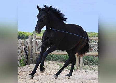 Menorquin, Klacz, 2 lat, 159 cm, Kara