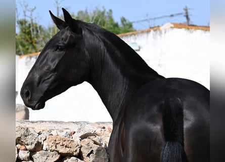 Menorquin, Klacz, 3 lat, 166 cm, Kara