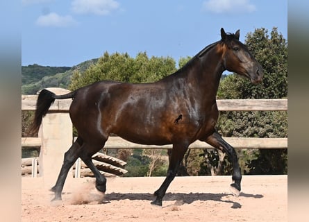 Menorquin, Klacz, 5 lat, 159 cm, Kara
