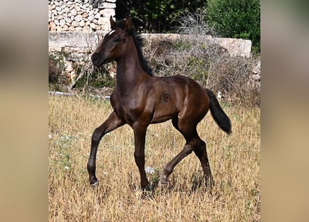 Menorquin, Klacz, , 165 cm, Kara