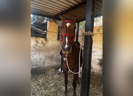Menorquin, Mare, 13 years, 16 hh, Chestnut-Red
