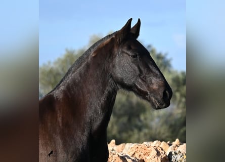 Menorquin, Mare, 19 years, 15.2 hh, Black