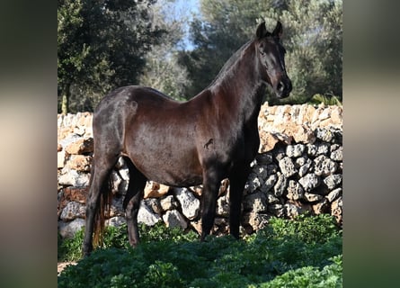 Menorquin, Mare, 19 years, 15.2 hh, Black