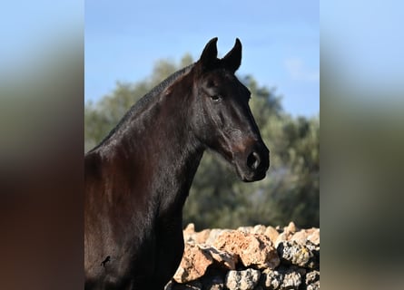 Menorquin, Mare, 19 years, 15,2 hh, Black