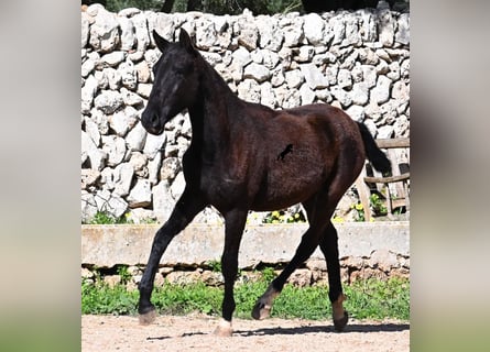 Menorquin, Mare, 1 year, 15,1 hh, Black