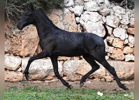 Menorquin, Mare, 1 year, 15,2 hh, Black