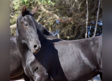 Menorquin, Mare, 1 year, 15,2 hh, Black