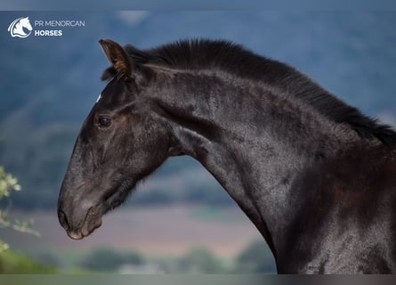 Menorquin, Mare, 1 year, 15,3 hh, Black