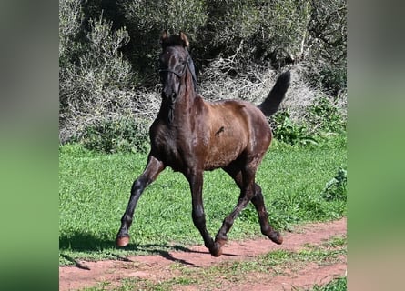 Menorquin, Mare, 1 year, 15.3 hh, Black