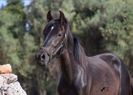 Menorquin, Mare, 2 years, 15.1 hh, Black