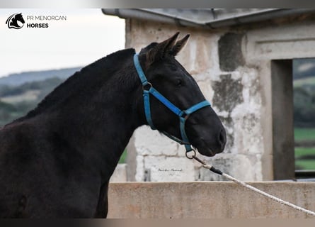 Menorquin, Mare, 3 years, 15,2 hh, Black