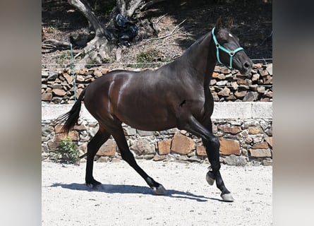 Menorquin, Mare, 3 years, 15,2 hh, Black