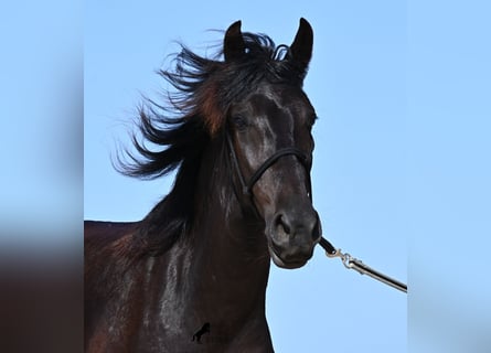 Menorquin, Mare, 4 years, 15.2 hh, Black