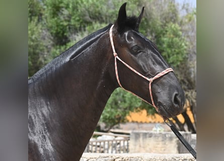 Menorquin, Mare, 6 years, 15,2 hh, Black