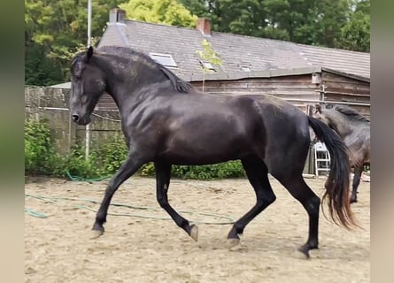 Menorquiner, Stute, 6 Jahre, 16 hh, Rappe