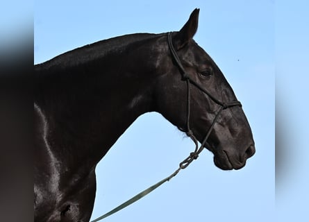 Menorquin, Mare, 6 years, 16,2 hh, Black
