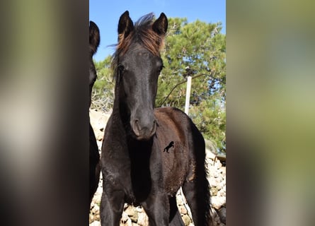 Menorquin, Mare, Foal (06/2024), 15,1 hh, Black