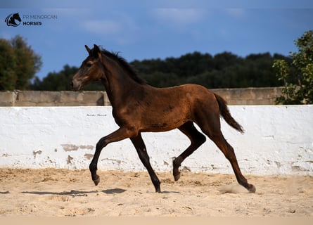 Menorquin, Mare, Foal (03/2023), 15.2 hh, Black