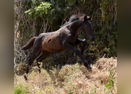 Menorquin Mix, Mare, Foal (02/2023), 15.2 hh, Black