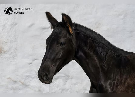 Menorquiner, Stute, Fohlen (04/2024), 15,2 hh, Rappe