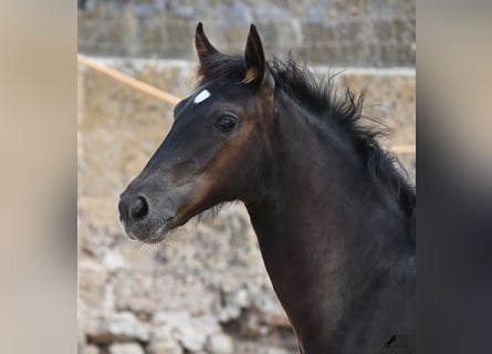 Menorquin, Mare, , 15,3 hh, Black