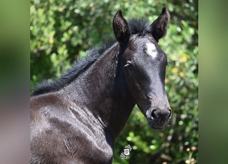 Menorquin, Mare, , 16 hh, Black