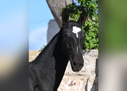 Menorquin, Mare, Foal (03/2025), 16 hh, Black