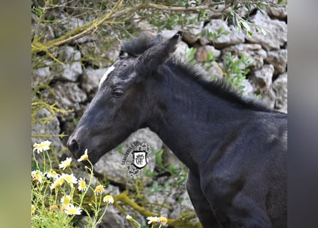 Menorquin, Mare, , 16 hh, Black