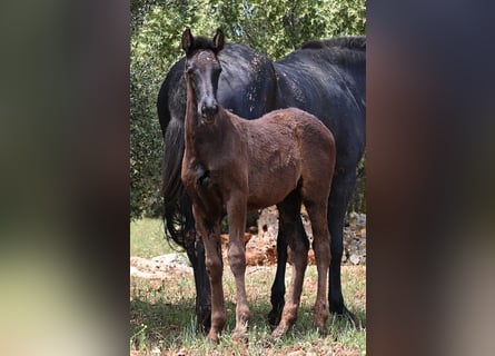 Menorquin, Mare, Foal (02/2025), 16 hh, Black