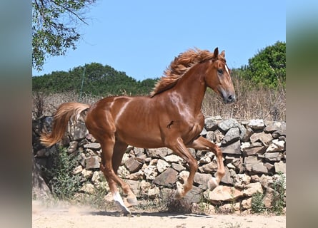 Menorquin Mix, Ogier, 2 lat, 170 cm, Kasztanowata