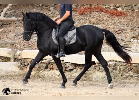Menorquin, Ogier, 3 lat, 158 cm, Kara