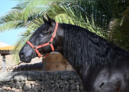 Menorquin, Ogier, 6 lat, 164 cm, Kara