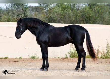 Menorquín, Semental, 14 años, 154 cm, Negro
