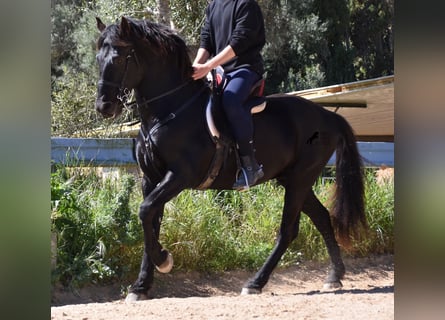 Menorquín, Semental, 14 años, Negro