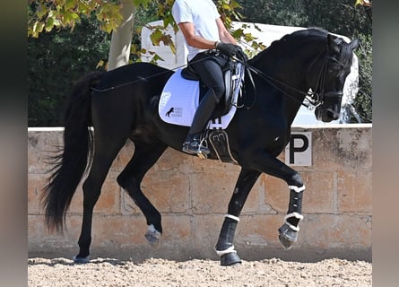 Menorquín, Semental, 17 años, 167 cm, Negro