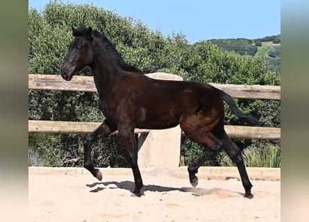 Menorquín, Semental, 1 año, 156 cm, Negro