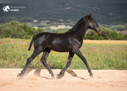 Menorquín, Semental, 1 año, 160 cm, Negro